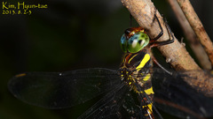 Anisoptera