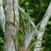 Tillandsia dasyliriifolia - Photo (c) Mauricio Soto David,  זכויות יוצרים חלקיות (CC BY-NC), הועלה על ידי Mauricio Soto David