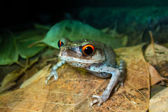 Leptobrachium hendricksoni