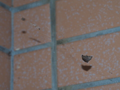 Goniocraspedon variegata