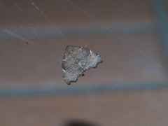 Goniocraspedon variegata