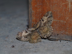 Psilalcis pulveraria