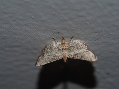 Massepha