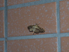 Haritalodes