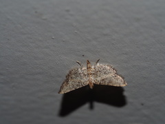 Massepha