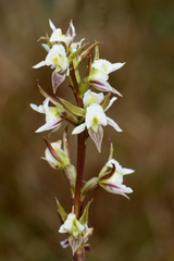 Prasophyllum anticum