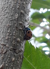 Labidomera clivicollis