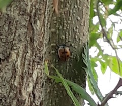 Labidomera clivicollis