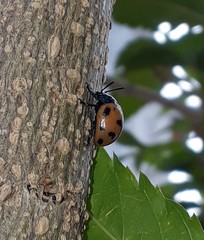 Labidomera clivicollis