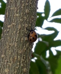Labidomera clivicollis