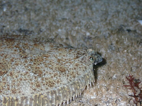 Cortez flounder (Paralichthys aestuarius) — Paralichthyidae — 4