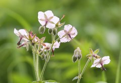 Geranium reinii