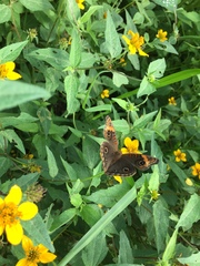 Junonia neildi varia