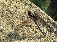 Orthetrum glaucum