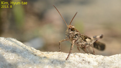 Oedaleus infernalis