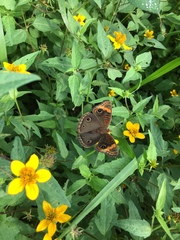Junonia neildi varia