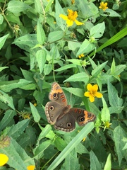 Junonia neildi varia
