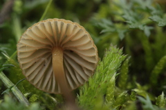 Mycena aurantiomarginata