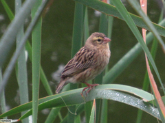Southern Red Bishop photo 6