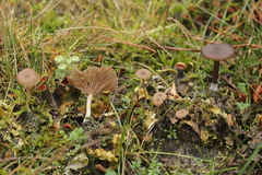 Arrhenia peltigerina