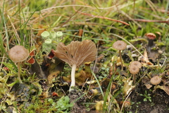 Arrhenia peltigerina