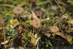 Arrhenia peltigerina