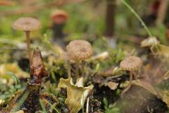 Arrhenia peltigerina