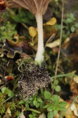 Arrhenia peltigerina