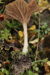 Arrhenia peltigerina