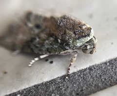 Blenina quinaria