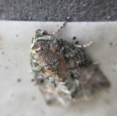 Blenina quinaria