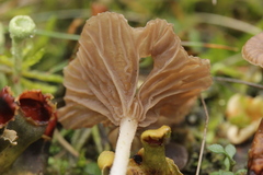 Arrhenia peltigerina