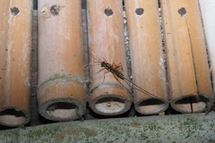 Stenarella insidiator