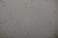 Arrhenia peltigerina