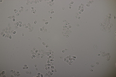 Arrhenia peltigerina