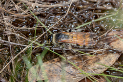 Radumeris tasmaniensis