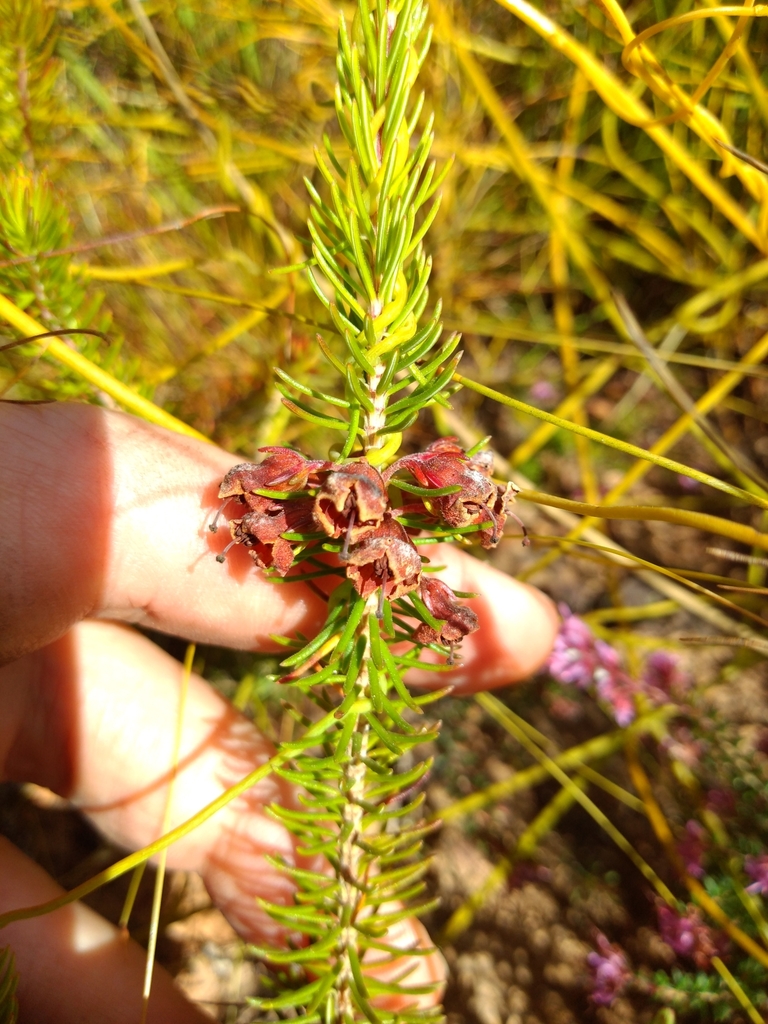 Erica latiflora