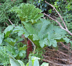 Gunnera tinctoria
