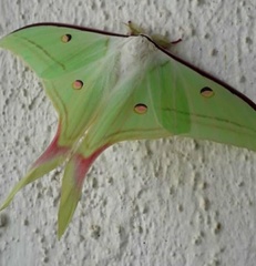 Actias selene