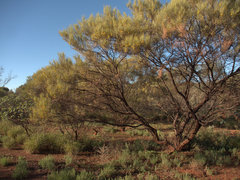 Acacia grasbyi