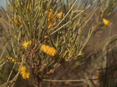 Acacia grasbyi