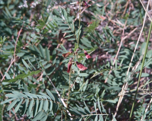 Smooth-Pod Hoary-Pea (Tephrosia leiocarpa)