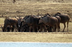 Connochaetes taurinus cooksoni