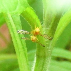 Strauzia longipennis