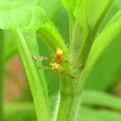 Strauzia longipennis