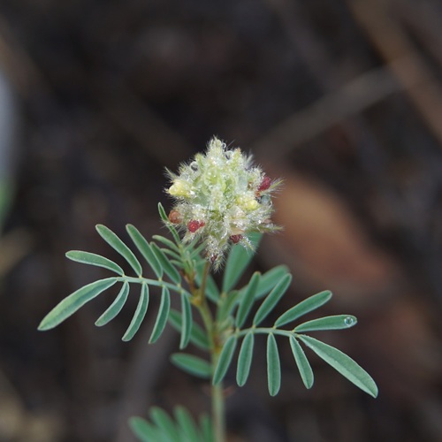 Fort Bowie Prairie Clover (Dalea brachystachya)