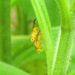 Strauzia longipennis