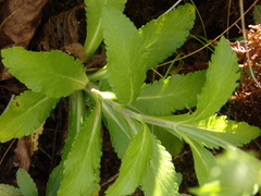 Scabiosa nitens, photograph (c) Carminda Santos, some rights reserved (CC BY)