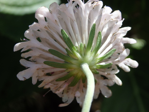 Scabiosa nitens, photograph 5