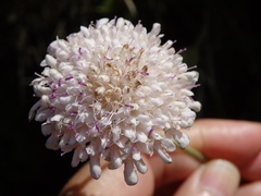 Scabiosa nitens, photograph (c) Carminda Santos, some rights reserved (CC BY)